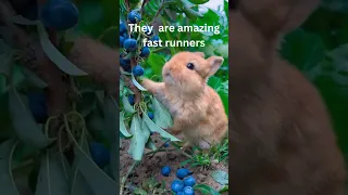 How Fast Can Rabbits Run? #shorts #rabbits #shortsfeed  #animalfacts #viral_facts #running #rabbit