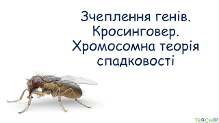 Зчеплення генів. Кросинговер. Хромосомна теорія спадковості