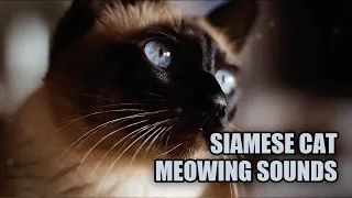 Siamese Cat Meowing Sounds 🐱 Siamese Cat Noises