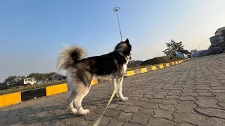 Alex | Siberian Husky | Morning Walk | @iconiceyesalex