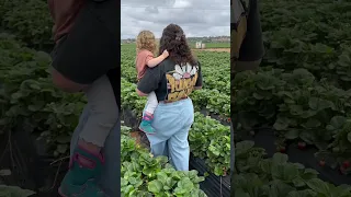 strawberry picking in san diego 🍓