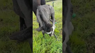 Horse Foal Scratching Like a Dog