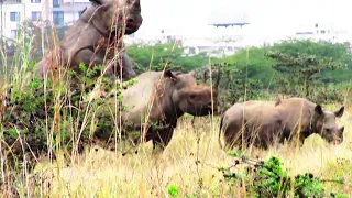 RHINO MATING IN PAIN | Rhino mating in front of tourist |  Nairobi National Park