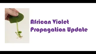 African Violet Propagation Update!!!