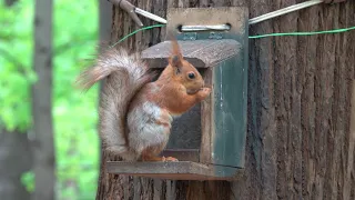 Две белки и зяблик. Зарисовка / Two squirrels and a finch. Sketch