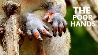 THE POOR LIFE BABY MONKEY JANET || Bad condition on hands Janet become thin very difficult find food