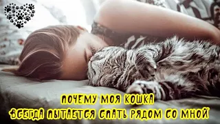 Почему моя кошка всегда пытается спать рядом со мной Why is my cat sleeping next to me