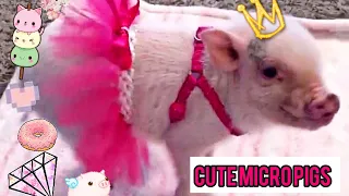 Did you know that PIGS 🐷 can be so FUNNY?- Cute MINI PIG videos will make you DIE LAUGHING