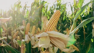 Ensayo de Maíz 2023/2024 🌽 - DEKALB