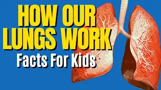 Respiratory System For Kids | How Do Lungs Work | Human Body for Kids