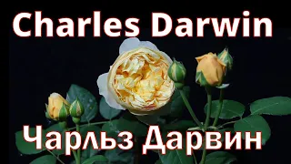 Как распускается роза Чарльз Дарвин - Charles Darwin (Austin, 2001)