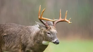 Deer Hunting In the Rain