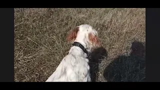 Английский сеттер Фотий из Нижнерусского хутора.