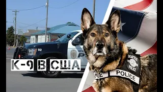 Полицейские собаки, задержания, погони K9 [ Часть 1]