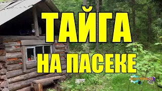 НА ПАСЕКЕ | ТАЙГА