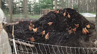 Composting System That Can Feed Backyard Chickens