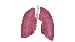 Basic respiratory examination demo