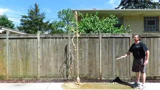 Baking Soda and Diet Coke vs Diet Coke and Mentos Experiment