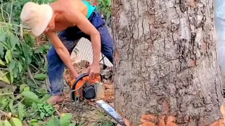 Ngạc Nhiên Vua Khỉ Đến Tận Hà Tiên Để Cưa Những Cây Xà Cừ. Sawing Nacre tree in Ha Tien
