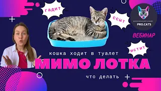 КОШКА гадит, ссыт, мстит, НЕ ХОДИТ В ЛОТОК | Кот ходит в туалет везде | Нечистоплотность кошек