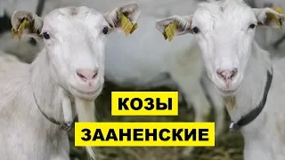 Разведение Зааненской породы коз как бизнес идеи | Зааненские козы