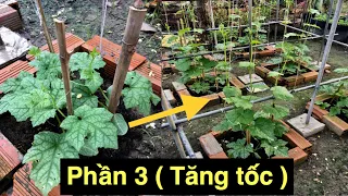 Mẹo dùng bột ngọt trồng rau lớn nhanh xanh tốt - Phần 3