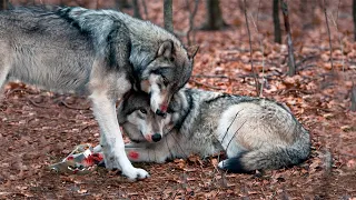 Волк не оставил волчицу, попавшую в капкан, он оставался с ней до конца...
