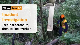 Incident Investigation: Tree Barberchairs, Then Strikes Worker | WorkSafeBC