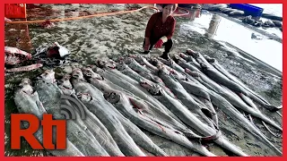 400 kilograms of “earthquake fish” caught in Southern Taiwan | Taiwan News | RTI