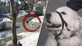 Dog Stops Car to Help Save Owner Who Suffered a Seizure