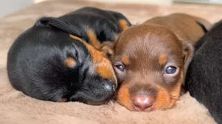 Dachshund puppies become more active.