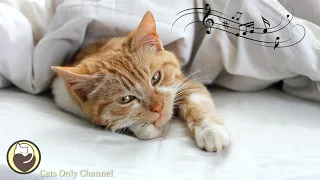 Relaxing Sleep Music for Cats - Music to Calm and Relax Cats