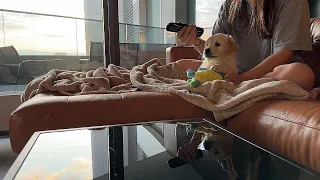 Realistic morning routine with 7w old Golden Retriever puppy Leo