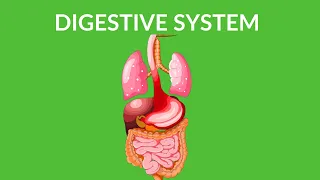 Digestive System - video for kids