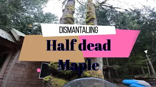 Dismantling a half dead/dying maple tree here in the PNW