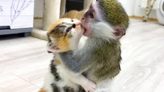 "Will you be my mom?" - baby monkey Susie is worried about kitten, and she licks it like mom