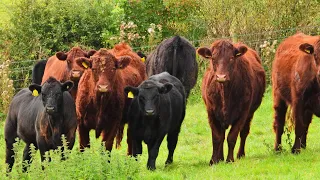 Curious cows