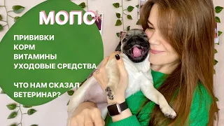 МОПС МАТИЛЬДА🦴 Почему ещё 6 недель нельзя гулять? Корм, прививки, уход и первый поход к ветеринару