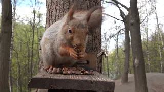 Модель решила перекусить. Зарисовка / Model decided to have a snack. Sketch