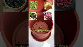 豆芽不用买，在家就能发出来#豆芽 #在家种菜 #家庭种植