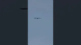 White-tailed eagle soars in the sky