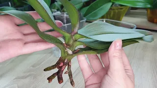 Две новые орхидеи-реанимашки с плохими корнями, спустя 1,5 месяца. Изменения "на лицо"