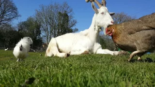 Mortimer the goat - chilling in the sun