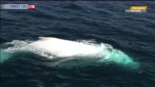 Белый кит удивил австралийцев