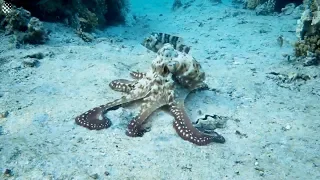 Octopus changes colour and texture while hunting in the Red Sea