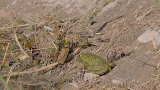 Butterfly, frog, grass snake and a wasp! What is eaten? / Welches Tier wird gefressen?