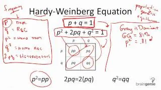 12.5.2 The Hardy Weinberg Equation