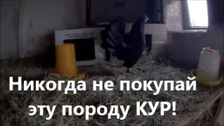 Никогда не заводи этих КУР! Самая плохая порода кур, ни яйца, ни мяса! Не покупай эту породу!