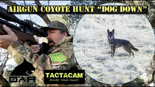 Airgun Coyote Hunt "Dog Down"