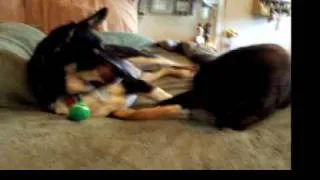 Gizmo & Teency Cat/Dog Play Fighting w/ Ball & Xmas Moose